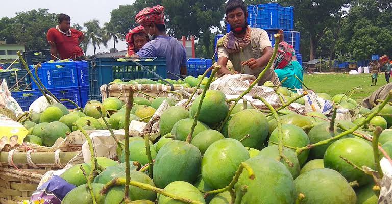 মৌসুম শেষে আমের দাম পেয়ে খুশি চাষিরা
